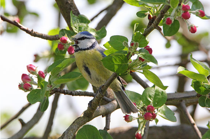 Vogel im Baum